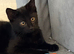 MAINE COON MIXED BREED KITTEN