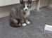 Stunning kittens for sale