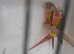 Breeding pair