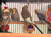 Young Budgies 8 to 10 Weeks Old Available Runcorn Area