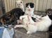 10 kittens available