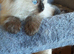 Beautiful ragdoll kittens