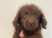 Goldendoodle - LAST BOY LOOKING FOR FAMILY