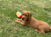 Cocker spaniel puppies *3 left*
