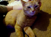 Loving home needed ginger female