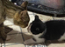 P5 beautiful 12 week old kittens