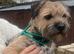 Border Terrier bitch