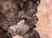 Beautiful litter of main coon kittens