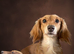 Longhaired Miniature Dachsunds - Waitlist now open