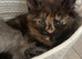 5 beautiful half Maine coon female kittens