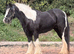 Heavy cob mare