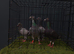 4 Racing pigeons