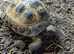 Horsefield tortoise 6 yr old with viv