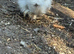 Usa silkie pairs chocolate /paints/buffs /blacks 16 weeks old dna sexed 1 cock 1 hen