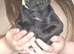 Cane corso cross presa canerio