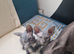 Sell cat