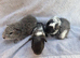 X4 baby boy guinea pigs