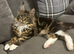 AMAZING HEALTH TESTED TICA REGISTERED MAINE COON KITTENS