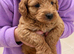 Beautiful cockapoo pups