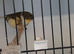 Gloster canary