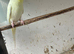 Budgies for sale