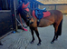 Smart New Forest pony for sale