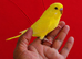 super silly hand tamed baby budgies