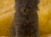 Beautiful British Longhair x British Shorthair Kittens – Ready for Their Forever Homes
