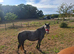 11.2 4 yr old mare