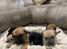 six beautiful Cain Corso puppies for sale