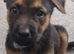 Puppie for sale german shepherd cross dutch