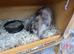 Lovely netherland dwarf about year old