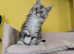 TICA Registered Maine Coon Kittens