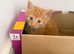 4 lovely kittens