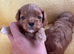 True Teacup Asian Maltipoo Puppies DNA Clear