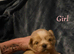 Stunning Shih Tzu puppies looking for Forever Homes