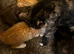 Maincoon X reduced price last one left black female