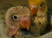 Handreared extremely tame baby lovebird