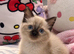 Siamese Ragdoll mix kitten!