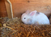 2 baby Lion lops for sale with double hutch included
