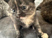 British shorthair babies