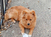 Fox face Pomeranian puppy
