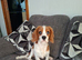 Blenheim 7 month old Cavalier King Charles