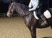 15.3hh rising 4yo gelding