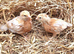 Chickens/ hens / female chicks for sale