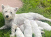West highland white terrier