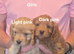 6 Gorgeous Cockerpoo Puppies