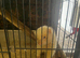 FERRETS available for STUD ONLY