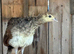 Spalding peachicks for sale