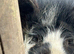 Kune Kune Breeding Pair, 18 months old. Loving characters and boar proven.